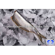 frozen herring fillet IQF